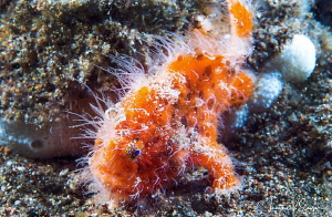 Juvenile hairy frogfish/Photographed with a Canon 60 mm m... by Laurie Slawson 
